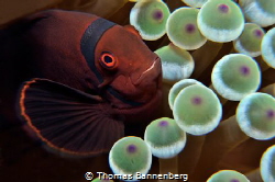 Maroon clownfish (Premnas biaculeatus) by Thomas Bannenberg 